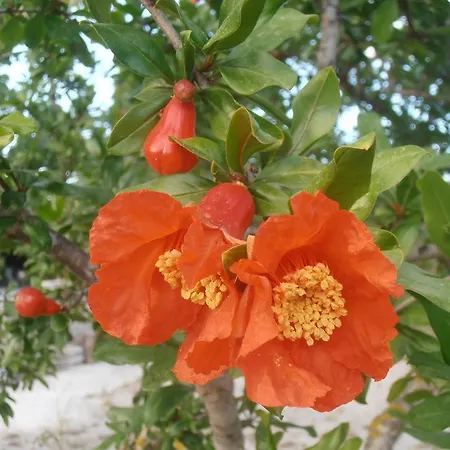 Il Corallo Del Salento Vignacastrisi