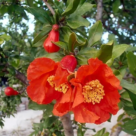 Il Corallo Del Salento 3*