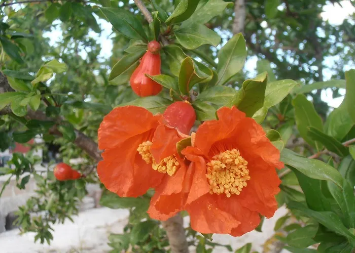 Il Corallo Del Salento Vignacastrisi
